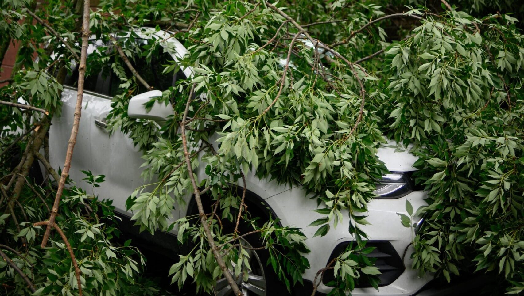 Car hidden under fallen tree