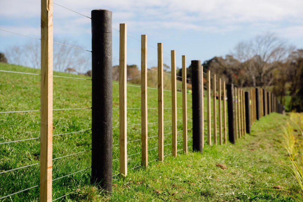 Here is a fenceline of them.