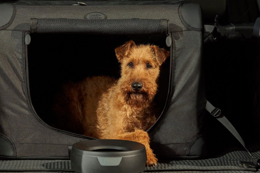 Cutre pooch, pampered in his For Dogs pack.